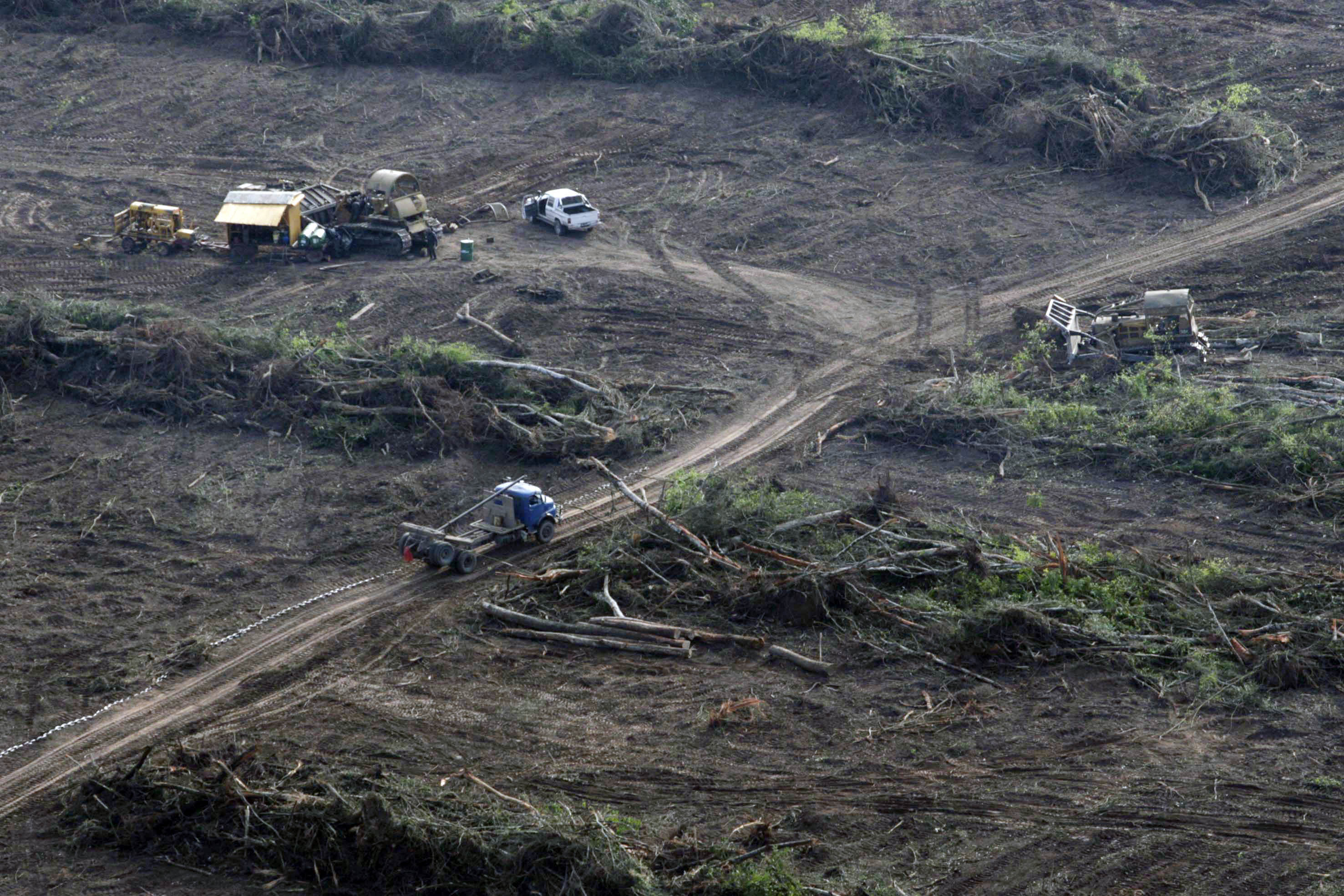 Por qué en los últimos ocho años destruimos 700 hectáreas de bosques por día