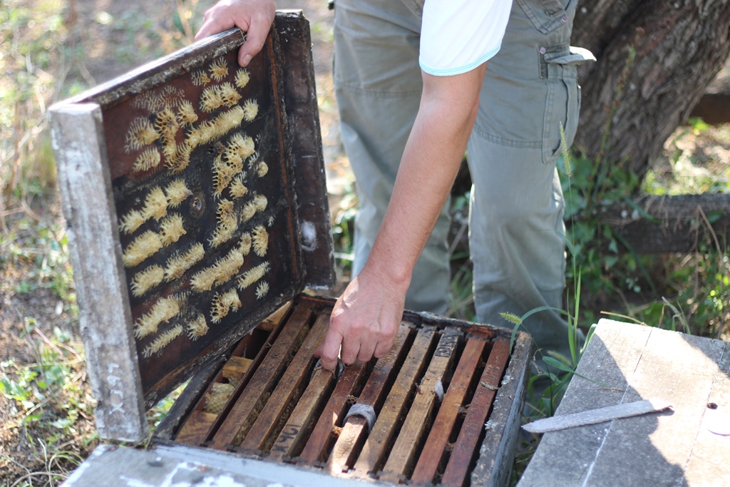 Las abejas argentinas están en peligro (y nadie hace nada)