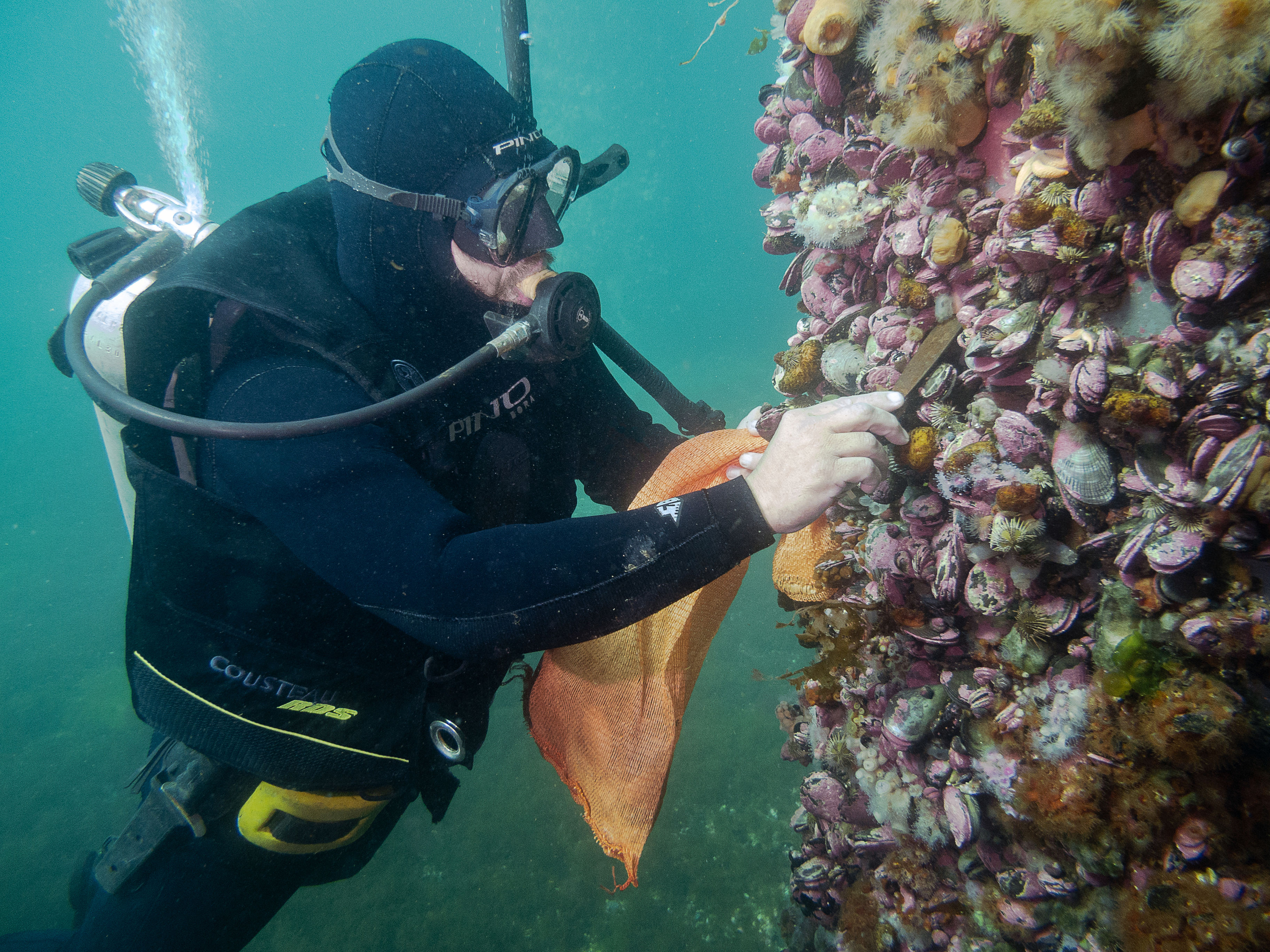 Buzo recolectando Ostras Japonesas (Crassostrea gigas) en pilote de puerto en Puerto Madryn