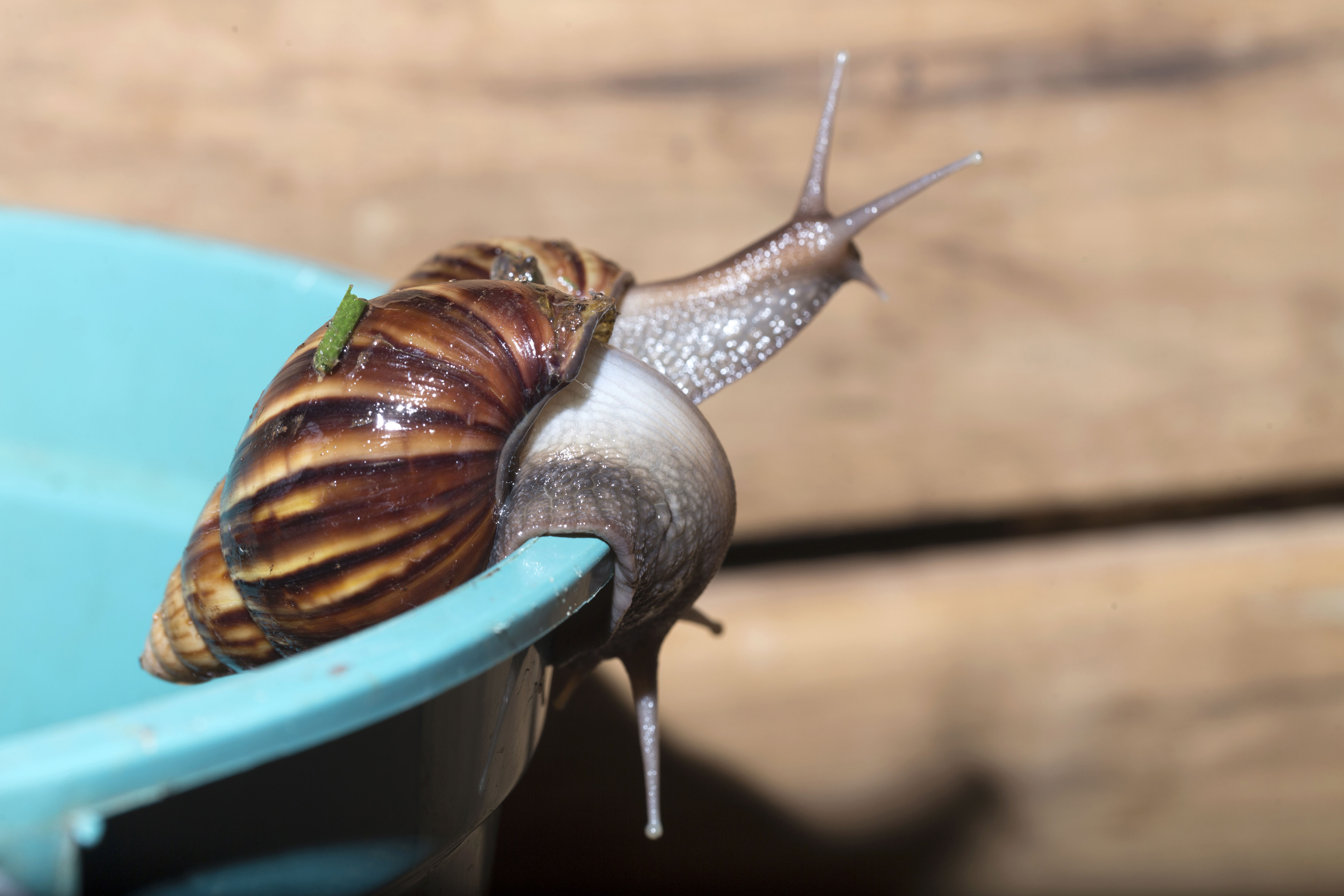 Caracol gigante africano (Achatina fulica)recolectado en balde en casas de Puerto Iguazu Barrio Riberas del Parana