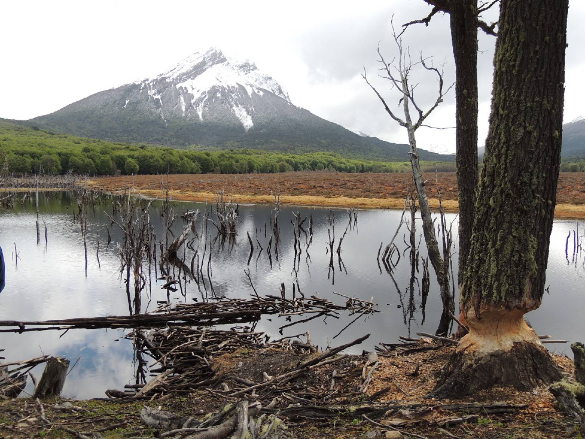 Daños causados por castores en Tierra del Fuego. CARLA NOVAK