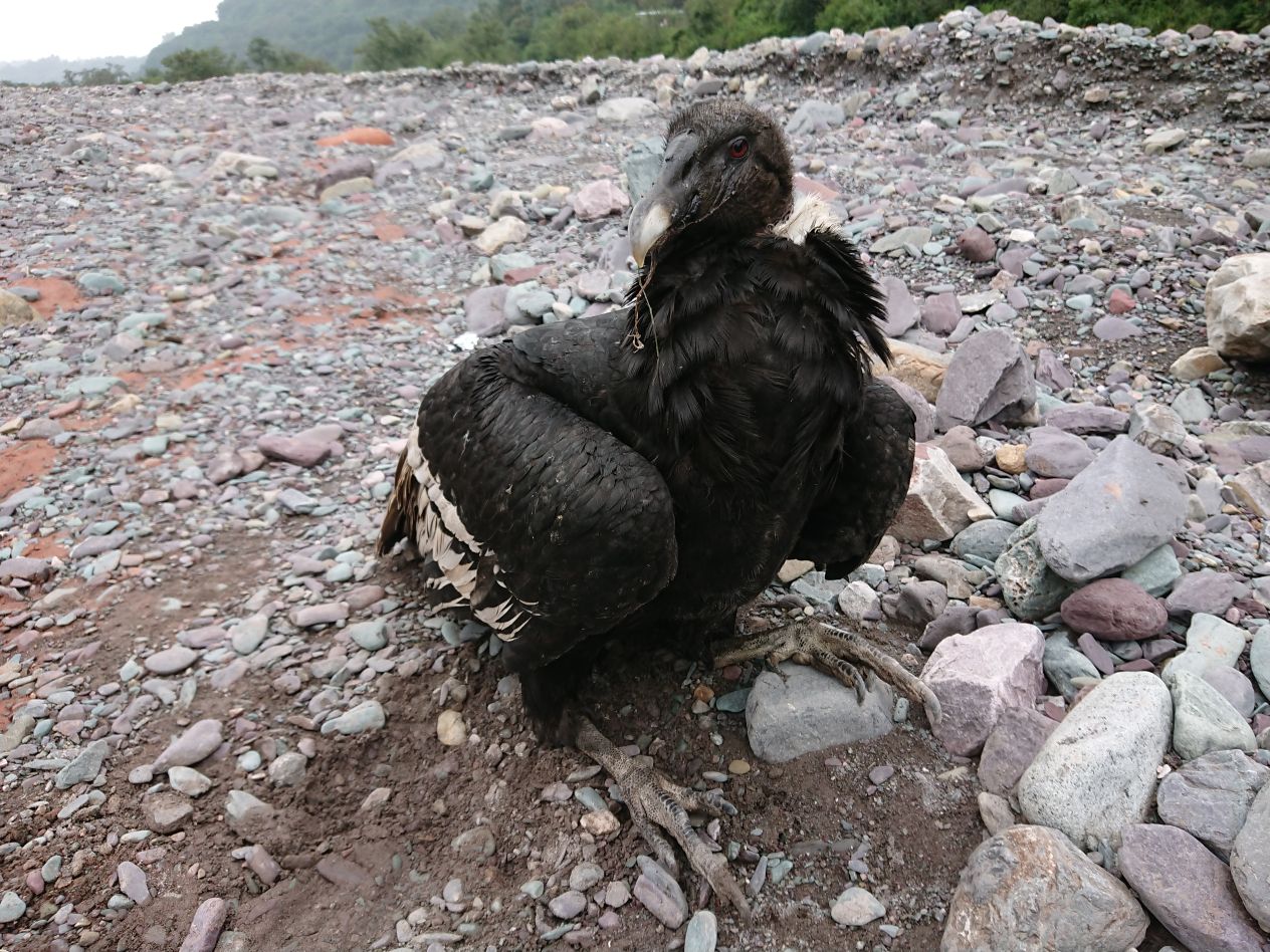 Así fue encontrada Janpi Yaku, en Terma de Reyes, Jujuy.