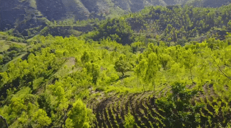 14 M de árboles para Haití