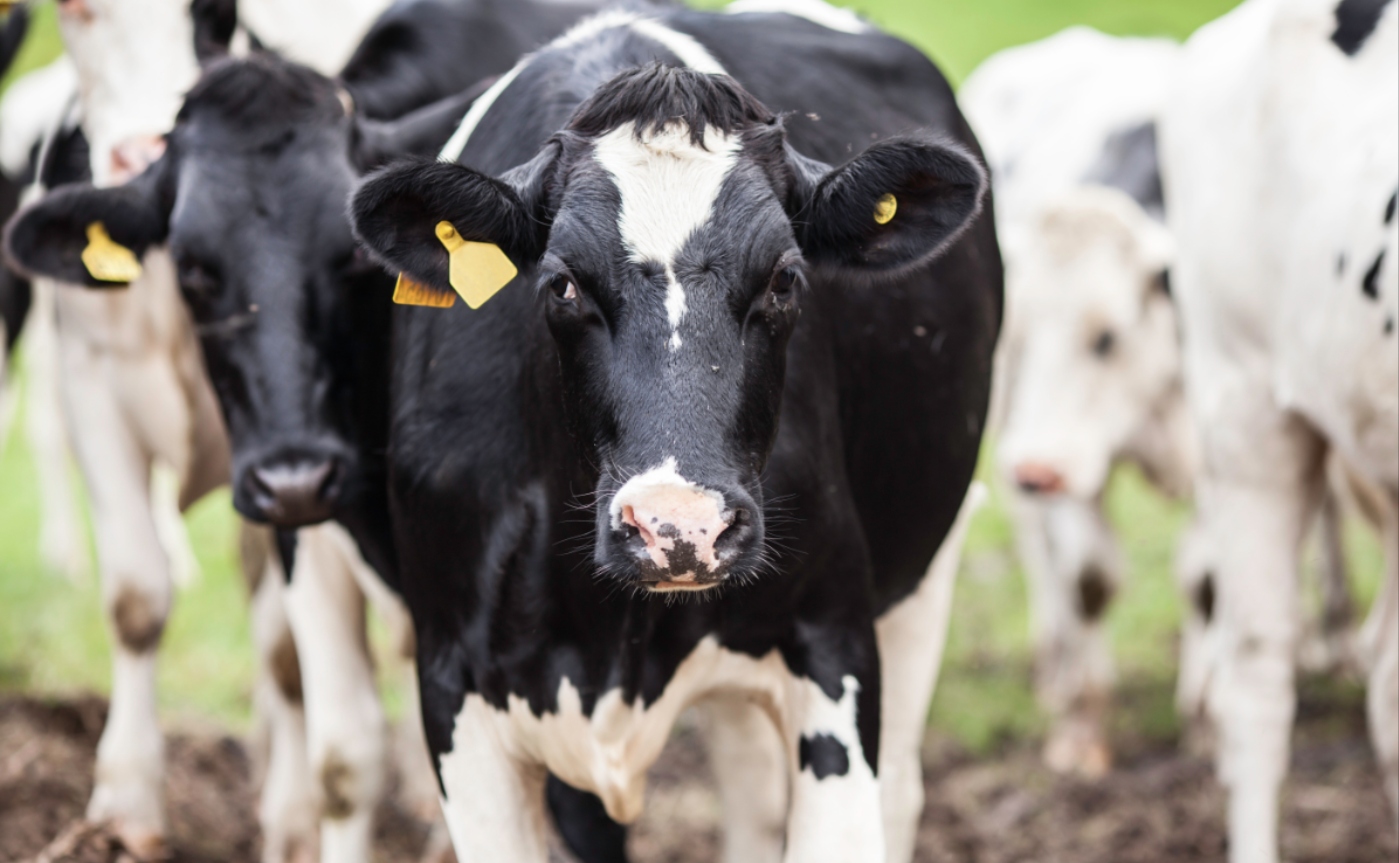 Dejar de comer carne no va a salvar el planeta