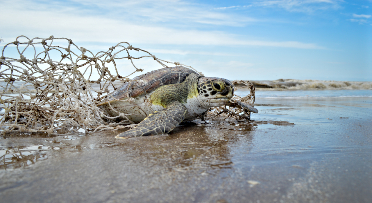 La historia detrás de los 300 animales marinos que aparecieron muertos o lastimados en la costa