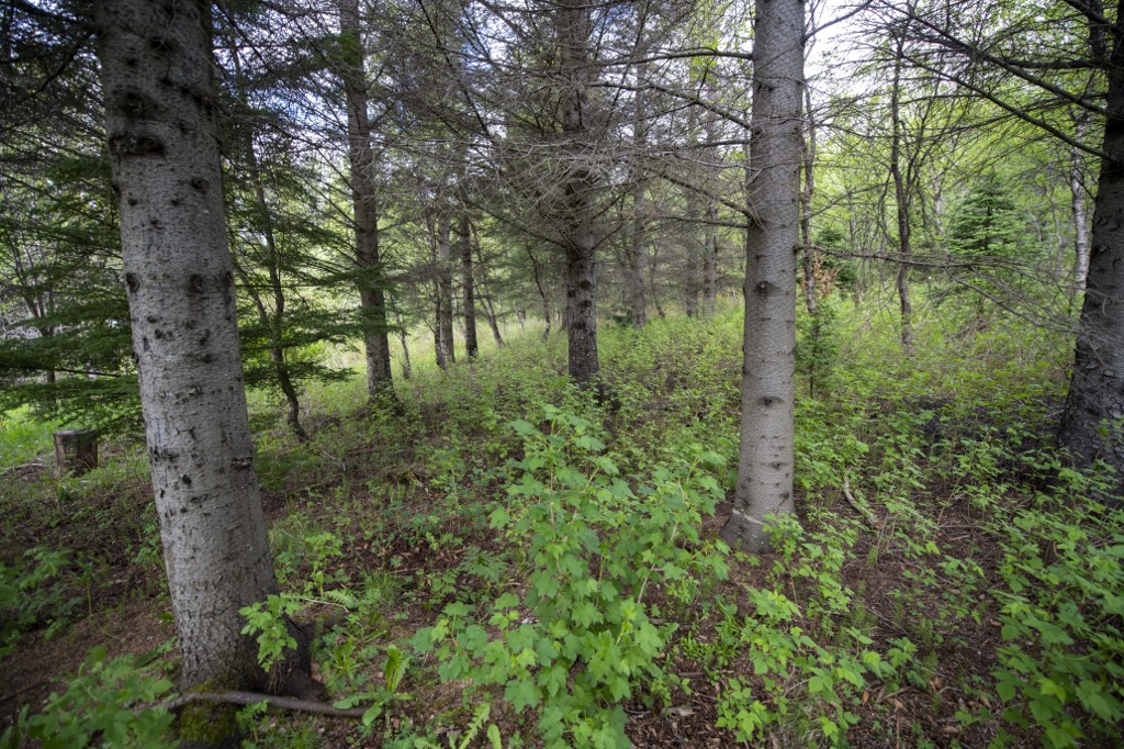 Drones para reforestar al mundo; IA para revivir a Beethoven; y políticos que dejan de usar WhatsApp