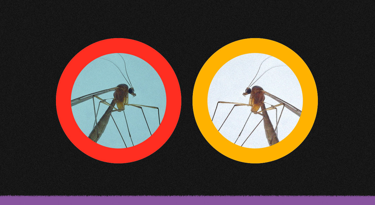 Google trabaja en acabar con los mosquitos que transportan el dengue