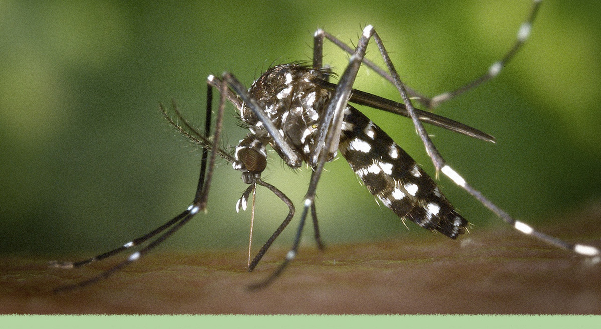 Cambio climático y dengue: otro vínculo que debe preocuparnos para actuar