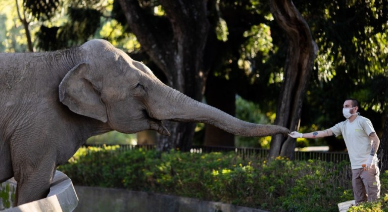 Quién es Mara, la elefanta del Ecoparque, y cuál es su nuevo hogar