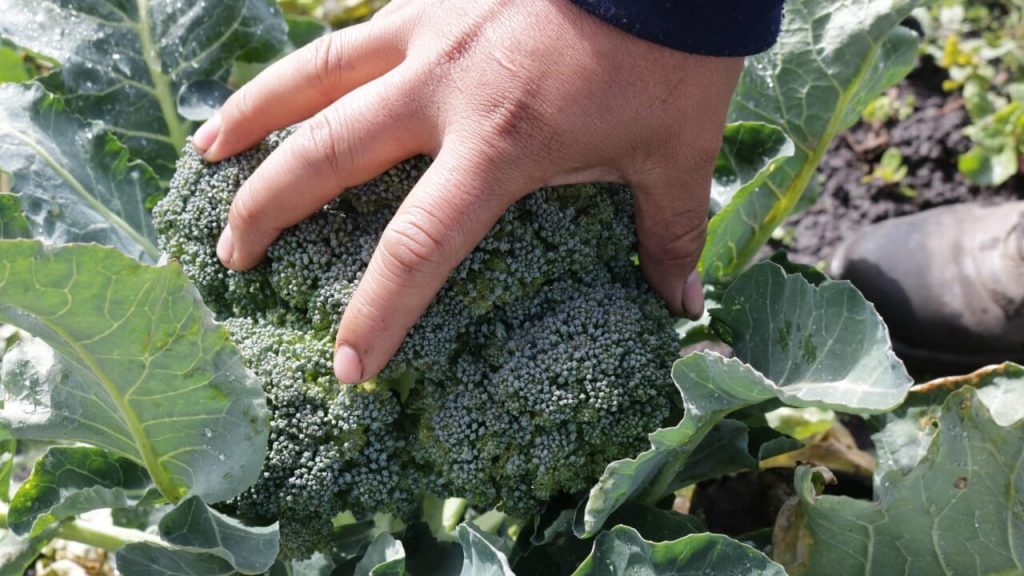 Una persona toma una planta de brocoli en una práctica de agroecología, una de las soluciones basadas en la naturaleza.