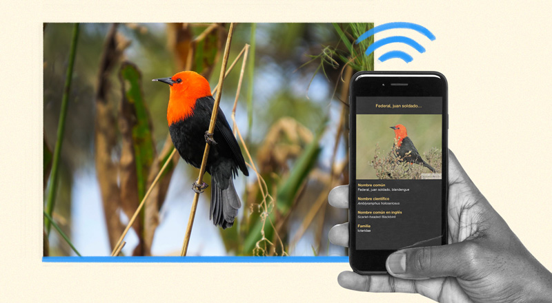 Tres especies de aves son monitoreadas por científicos con un streaming inédito en Argentina