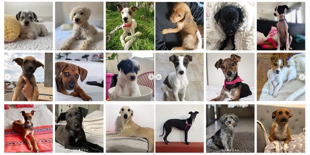 Efecto cuarentena: cómo aumentó la adopción de perros según una iniciativa argentina