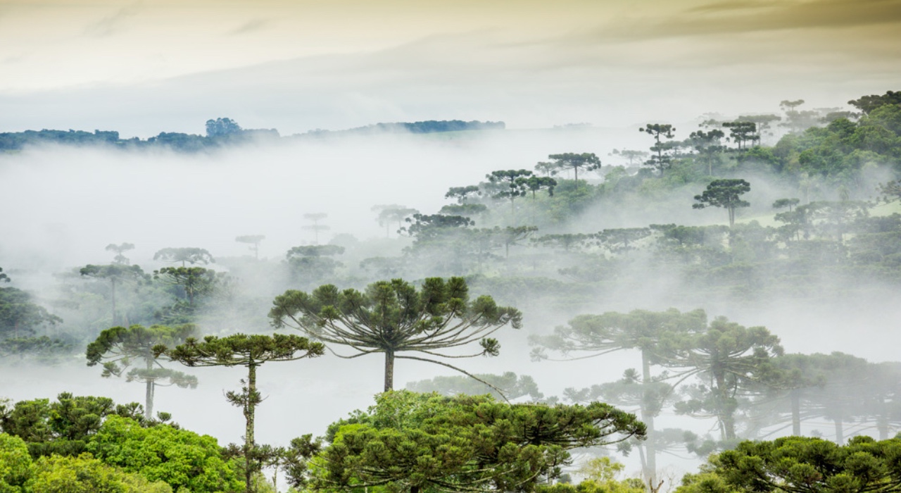 De la Amazonía colombiana al Bosque Atlántico argentino: un innovador acuerdo en favor del ambiente, las comunidades y el desarrollo económico