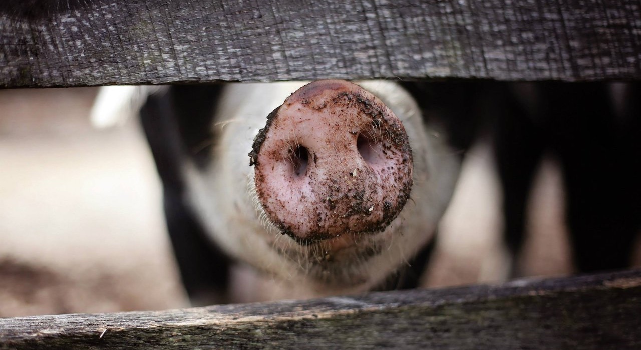 ¿En qué está el acuerdo con China para producción porcina?