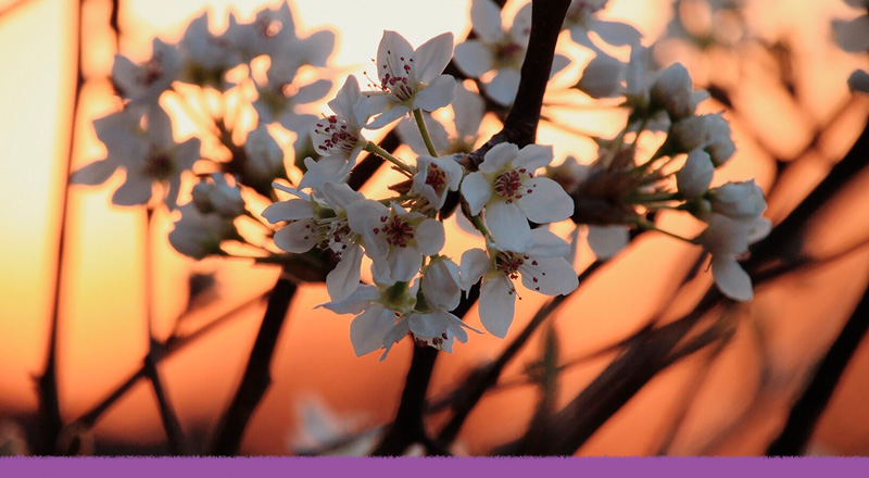 ¿Podemos volver a sentir el aroma de flores extintas por culpa del ser humano?