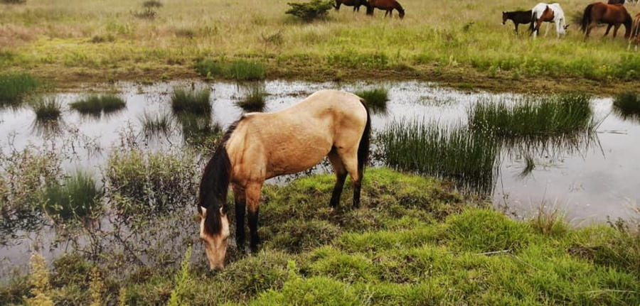 Un santuario para caballos que fueron explotados