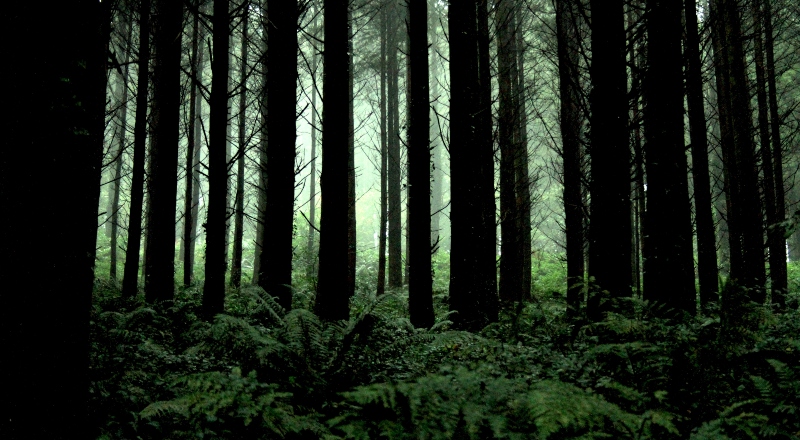 Cómo una empresa forestal logró alcanzar la carbono neutralidad