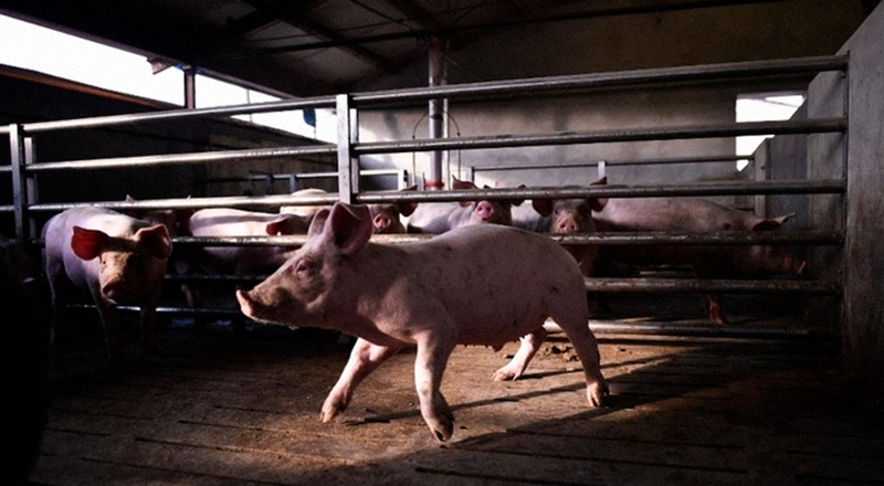 Granjas porcinas: qué sabemos del acuerdo con China por el que la sociedad pide más información y participación