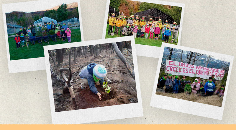 Cómo trabaja una escuela para reforestar el bosque en Chubut