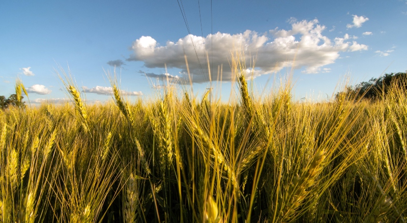 Una pandemia climática puede azotar a una economía ya caída