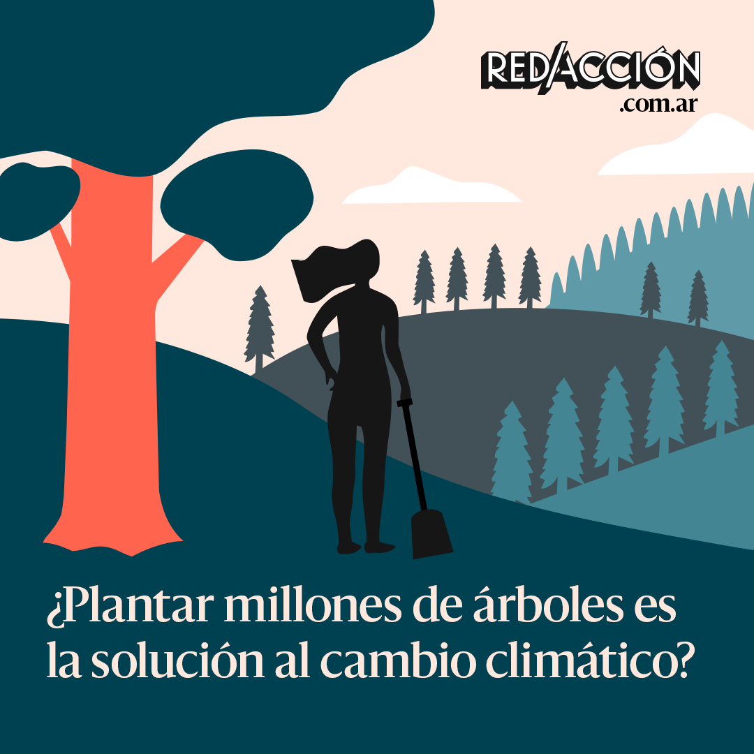 ¿Plantar millones de árboles es la solución al cambio climático? En realidad no es tan sencillo