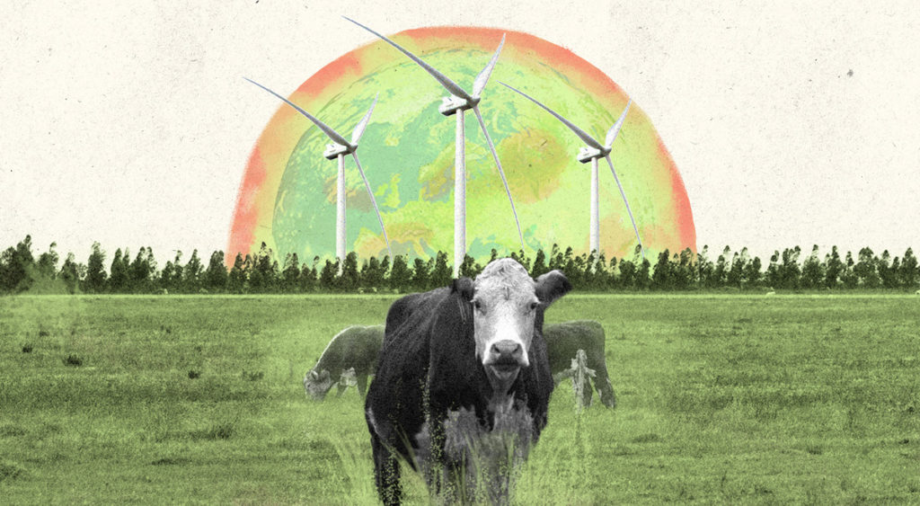 Vacas sobre pasturas, con molinos de fondo.