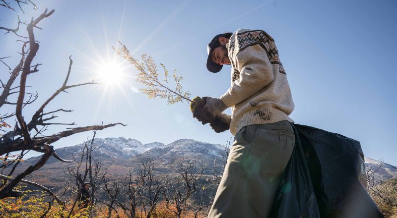 Una persona con un plantín, en busca de repoblar una zona donde se perdieron árboles.