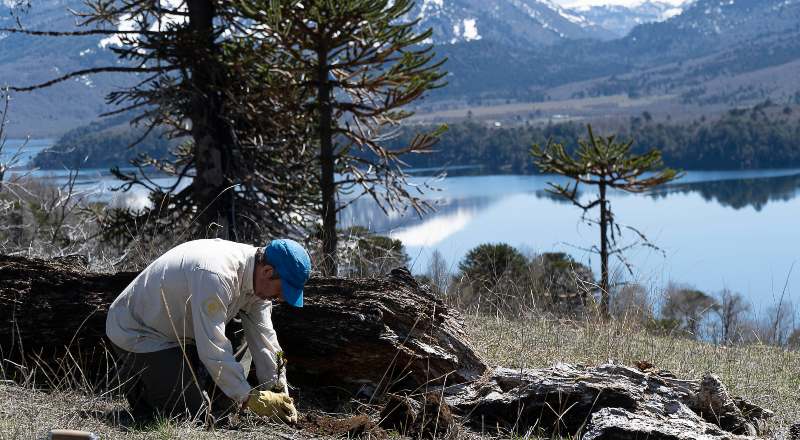 Un hombre planta un árbol junto a un lago patagónico.