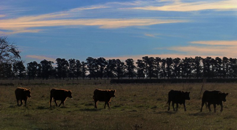Vacas pastando a cielo abierto.