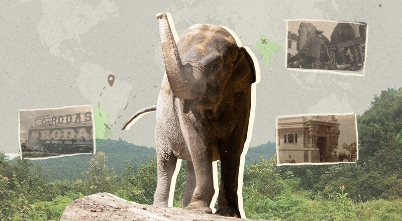 Una imagen en el centro de la elefanta Mara, con fotos que aluden a su historia en los costados.