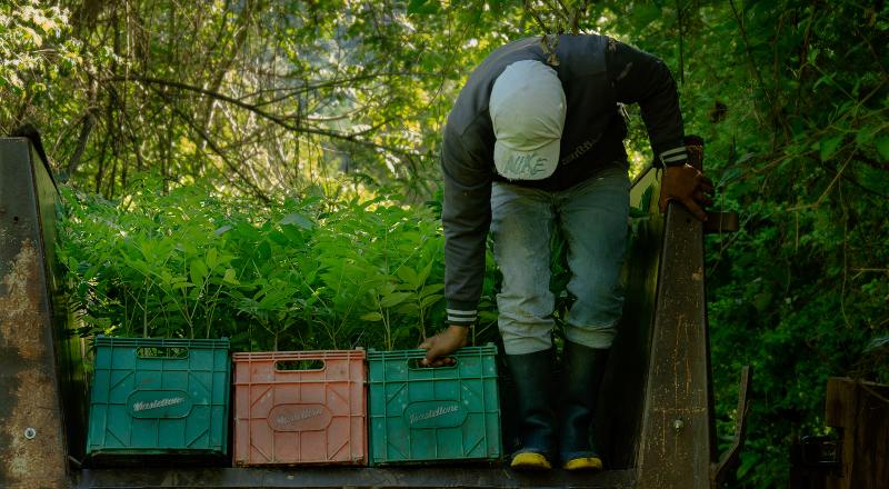 Un hombre trabaja en la plantación de árboles.