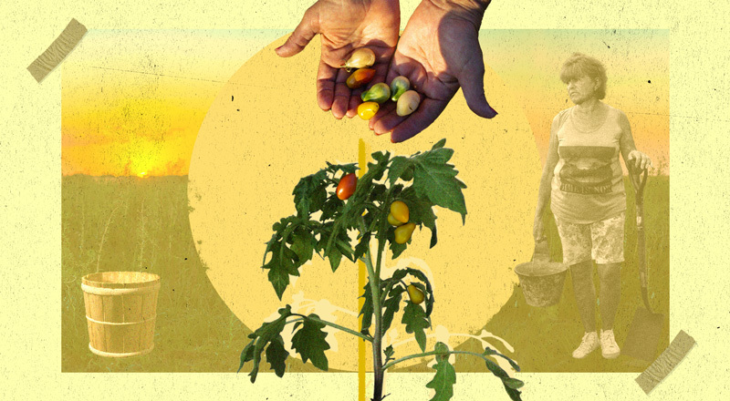 Dos manos sostienen los tomates frutos de una planta.