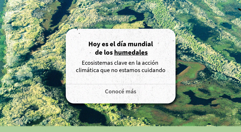 Humedales: ecosistemas clave en la acción climática que no estamos cuidando