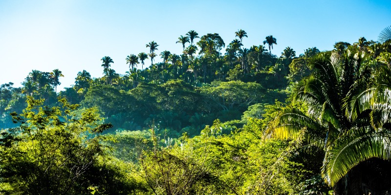 Estudiar el potencial de los bosques tropicales para reducir el cambio climático, un trabajo tan esencial como precario