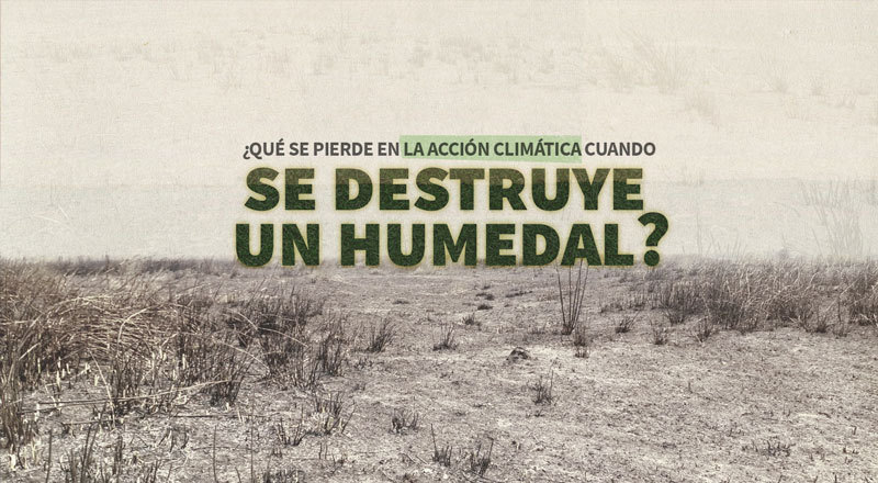 ¿Qué se pierde en acción climática cuando se destruye un humedal?