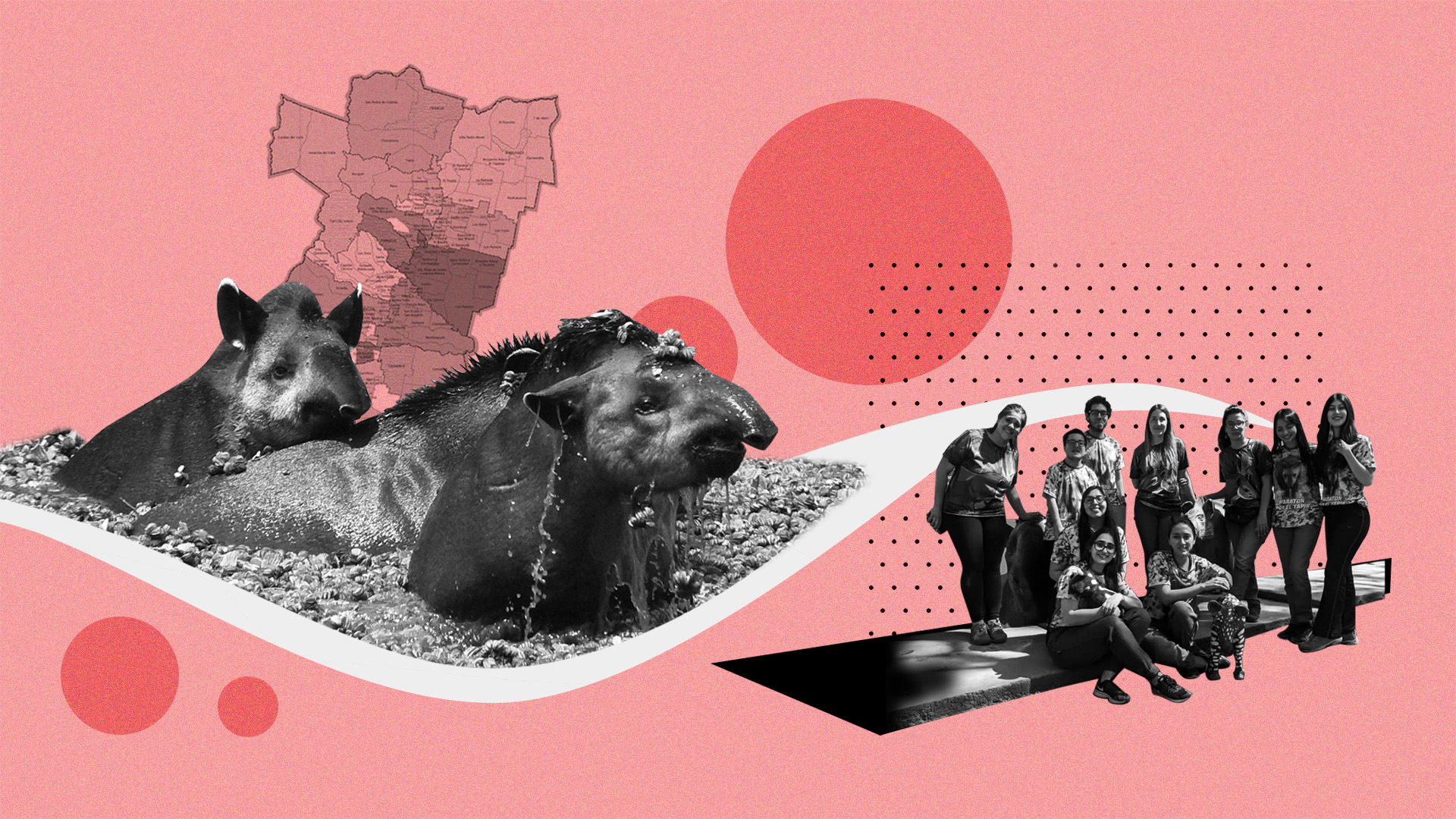 Cómo funciona el proyecto que busca reintroducir a los tapires en la provincia de Tucumán