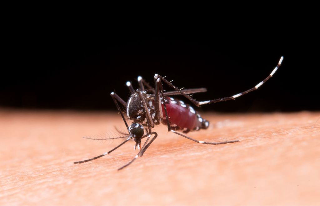 Diez recomendaciones para evitar el dengue en el hogar