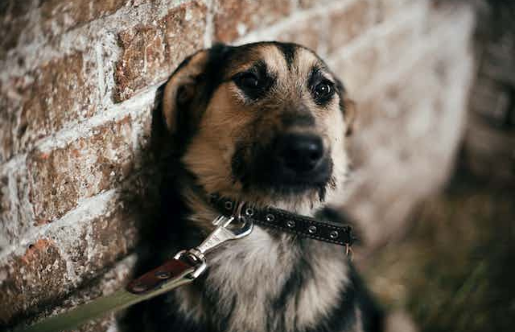 El maltrato a las mascotas como pista para detectar casos de violencia familiar