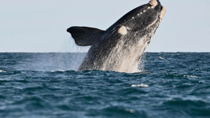 Puerto Madryn: cuánto sale ir en temporada baja a ver las ballenas, plan completo de junio