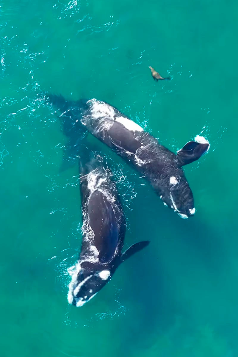 Mirá a las ballenas y el lobito de mar en Puerto Madryn: no puede haber algo más lindo