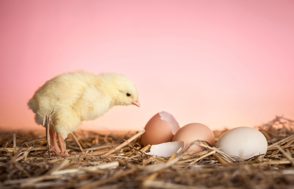 La inteligencia artificial responde al dilema: ¿qué vino antes el huevo o la gallina?