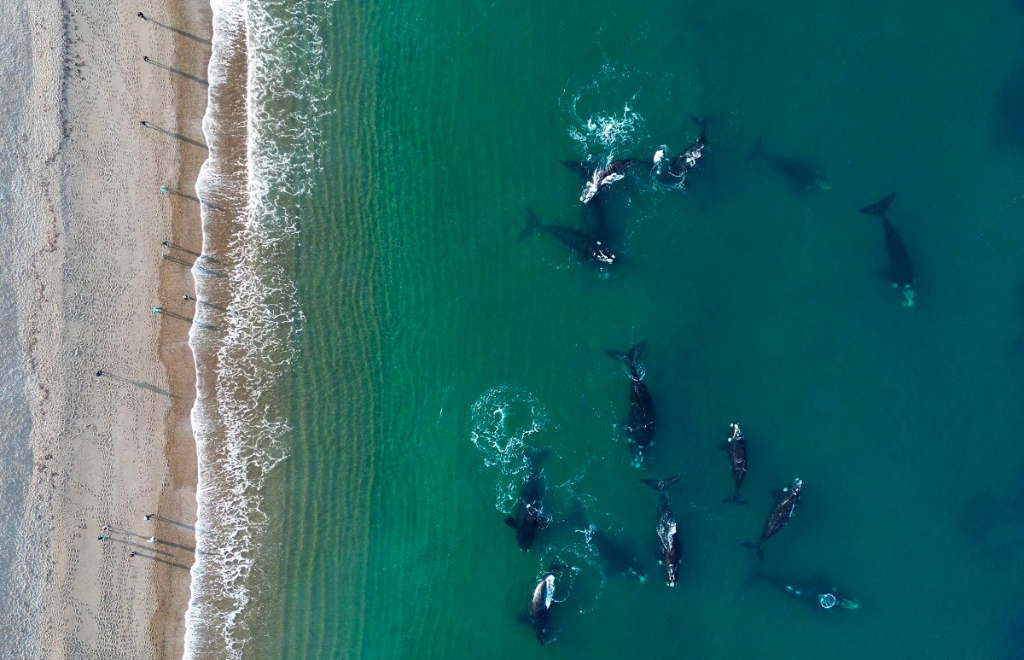 Puerto Madryn: 14 ballenas y 14 personas, las fotos y el video que recorren el mundo