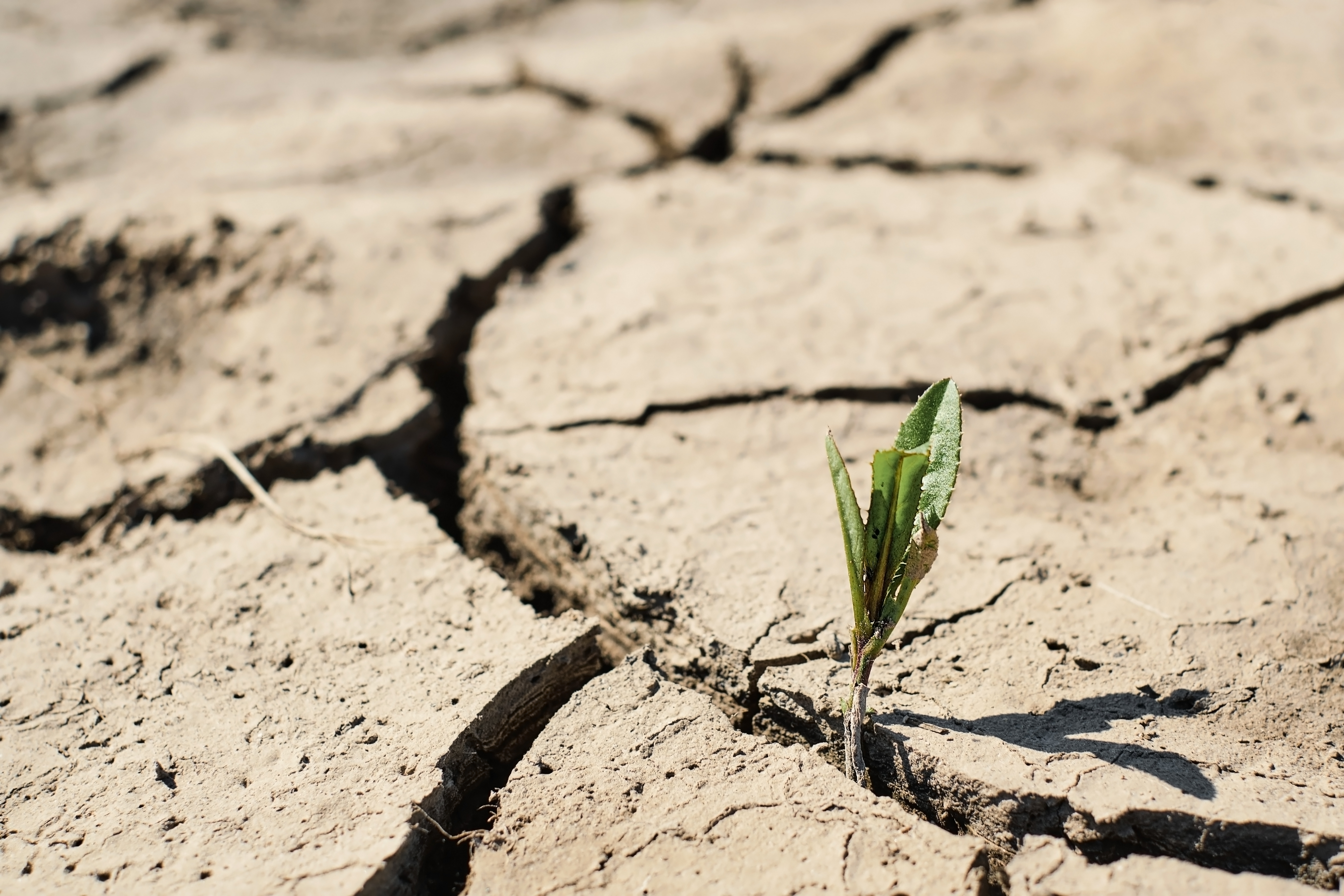 Día Mundial de la Lucha contra la Sequía: causas y consecuencias de este problema global