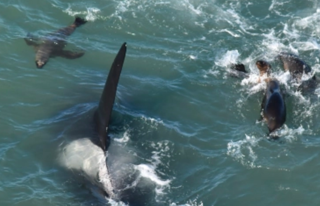 Orcas al ataque: así cazan lobos marinos a orillas del camino de la costa de Río Negro
