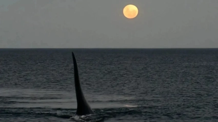 Filmaba la luna llena en Puerto Madryn, llegaron las ballenas y el video es de película
