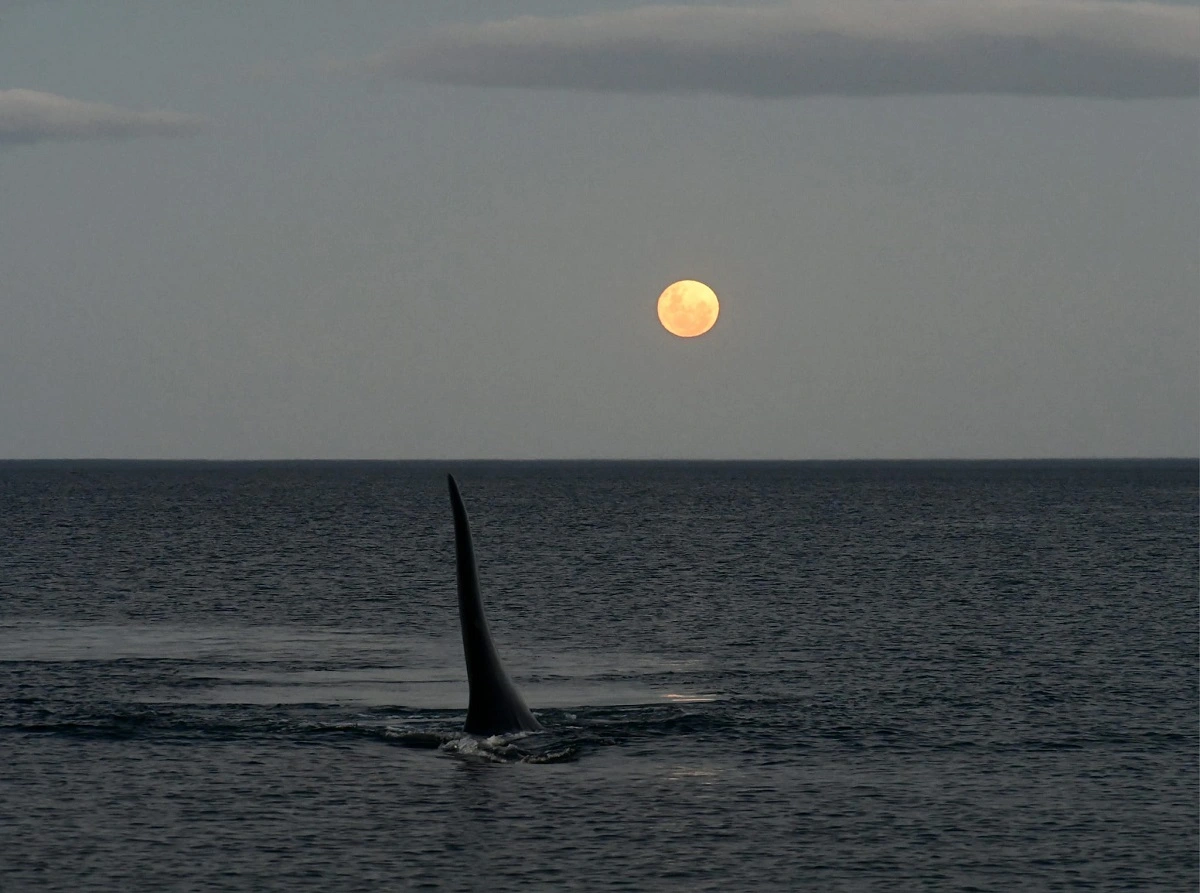Puerto Madryn: se hicieron amigos fotografiando ballenas y sus postales son tan lindas como su amistad