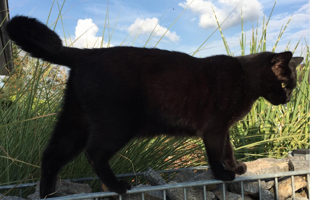 Pépito the cat: el animal que mantiene en vilo a twitter con sus excursiones