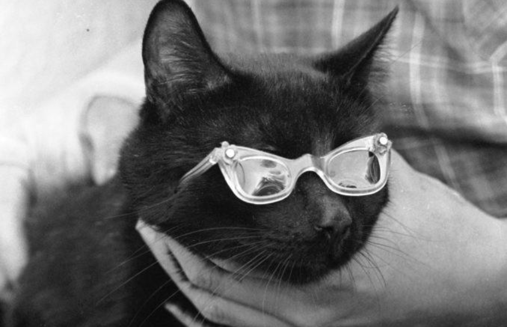 Día del gato negro: una oportunidad para desafiar supersticiones y destacar su belleza