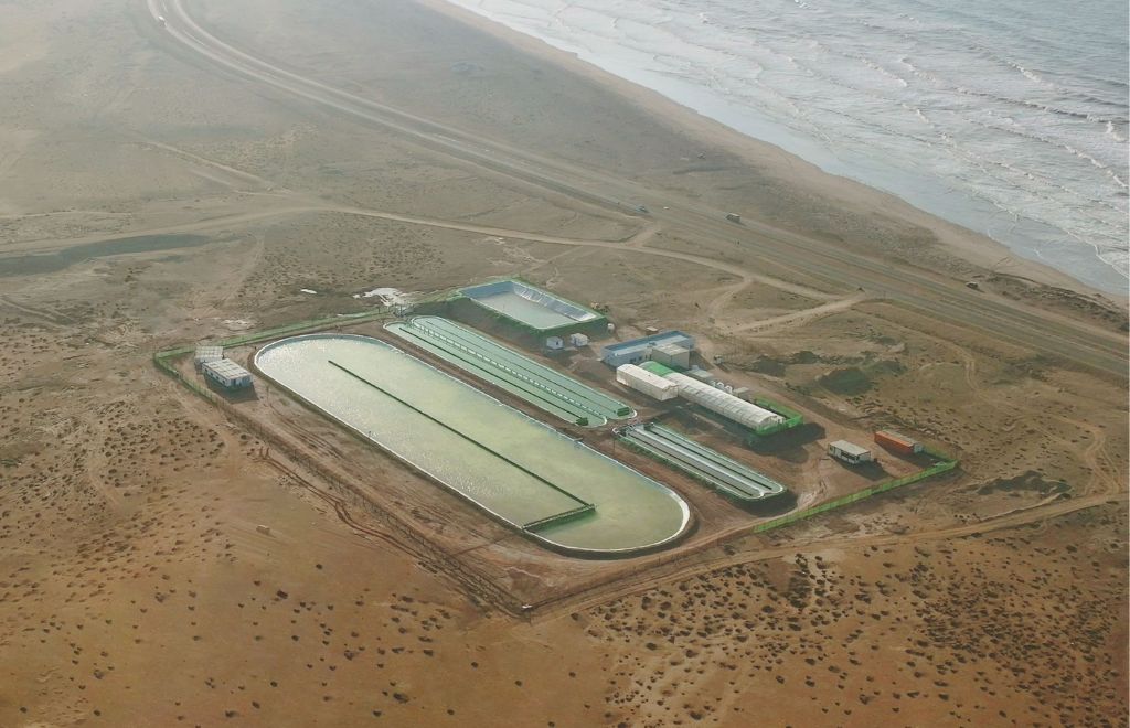 Cultivar algas en el desierto: la novedosa solución contra la crisis climática