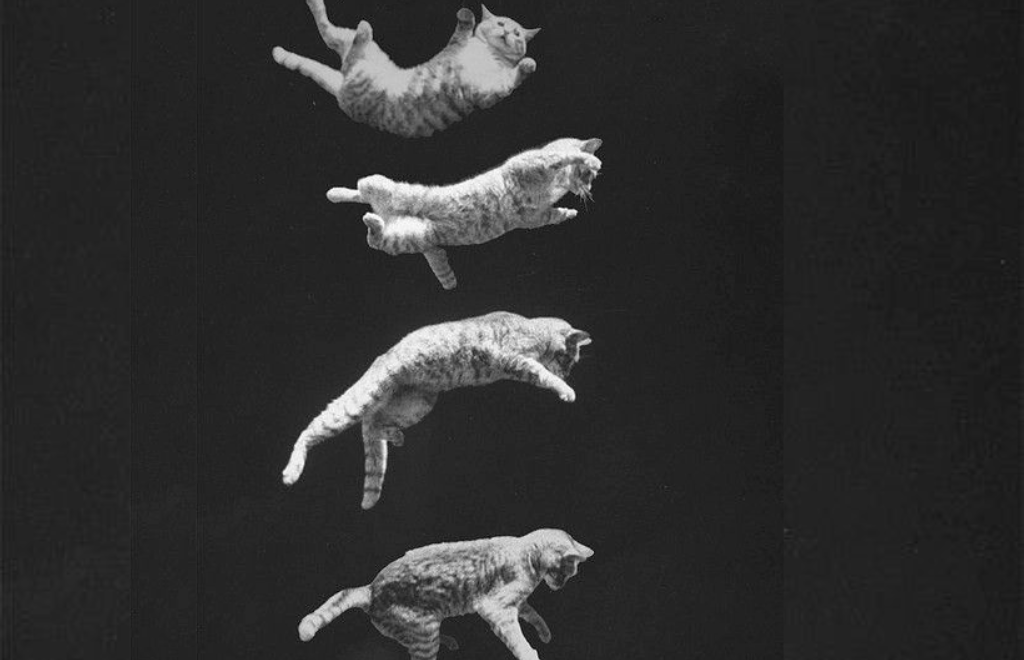 Por qué los gatos siempre caen de pie, según la física